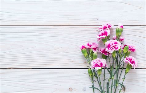 We did not find results for: Wallpaper flowers, pink, wood, pink, carnation, flowers ...