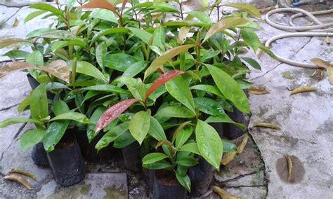 Refine your search for asam gelugur. VisiTani: ASAM GELUGOR