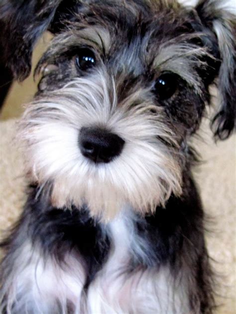 This Is Murphy What A Sweet And Super Adorable Mini Schnauzer Is He