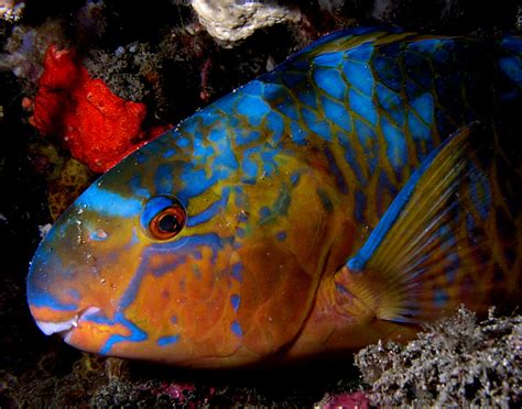 Bermuda Parrotfish Keep Coral Reefs Healthy Bernews