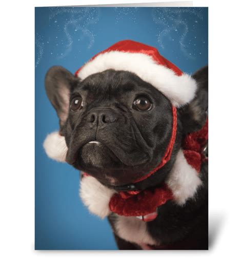 Cute Dog Christmas Greetings Send This Greeting Card