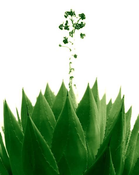 图片素材 树 科 厂 叶 绿色 草本植物 植物学 植物群 开花植物 植物茎 陆地植物 2976x3744