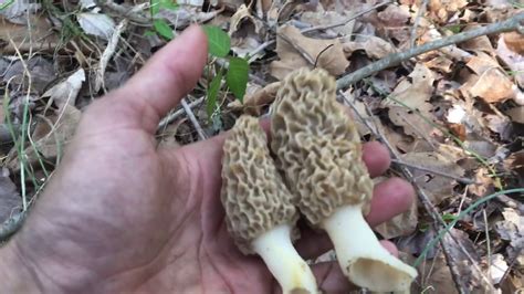 How To Find Morel Mushroom Morel Hunting Youtube