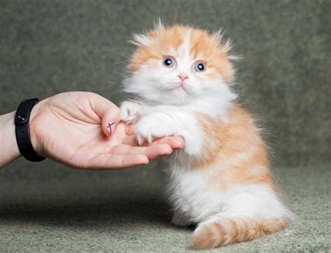 Munchkin Kittens For Sale Adoption In New Zealand