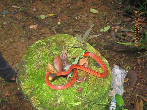 Wild Cam Snakes Suffer As Chytrid Wipes Out Frogs The Wildlife Society
