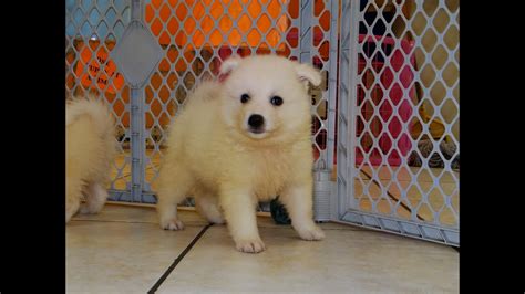 American Eskimo Puppies Dogs For Sale In Columbus