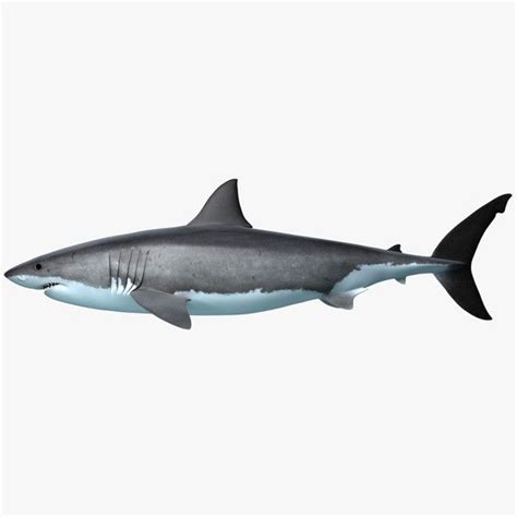 Great White Shark Obj White Sharks Great White Shark Shark Pictures