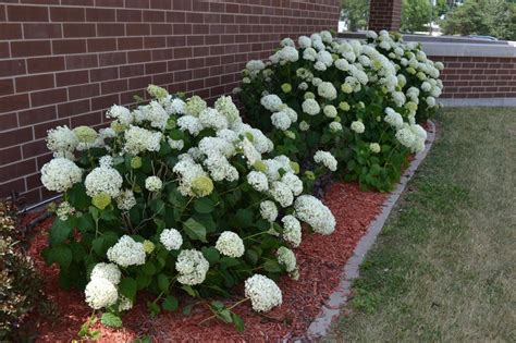 Annabelle Hydrangea Is A Deciduous Flowering Shrub With White Flower