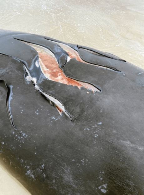 Endangered Baby Right Whale Found Dead On Florida Beach Wpec