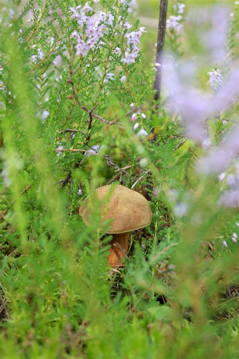 Edible Mushroom In The Grass Stock Image Image Of Leaves Nature