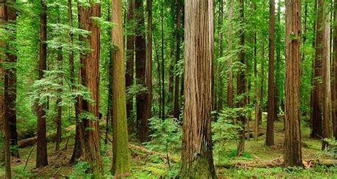 25 Interesting Facts About Forests