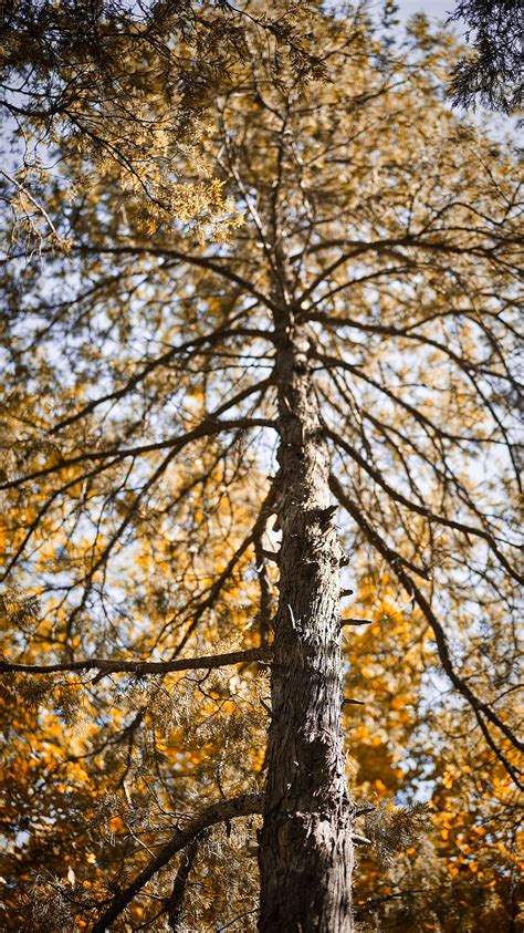 Hd Wallpaper Low Angle Photography Of Brown Leafed Tree During Daytime