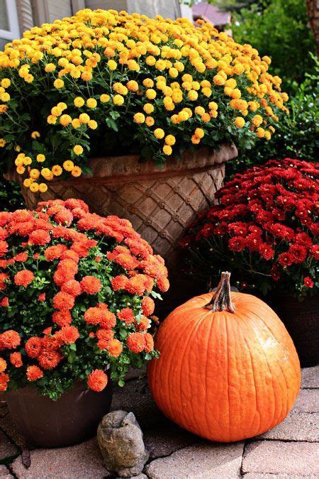 Pin By Janis Martinicchio On Fall Autumn Garden Fall Flowers Fall Mums