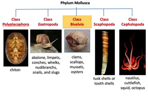 Classification Of Phylum Mollusca Mollusca Classification Monoplacophora Gastropoda