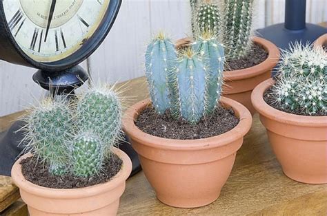 La plantation des cactus et plantes grasses en pleine terre. Le rempotage des plantes grasses | Bouture cactus, Plantes ...