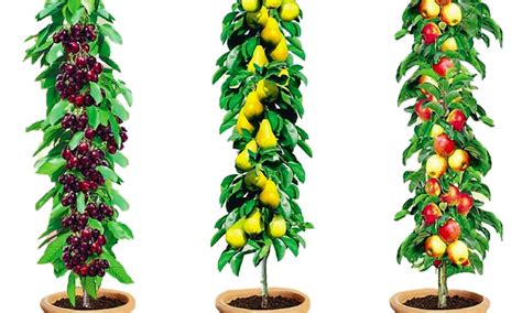 Fruit trees greenhills nursery offers a wide range of modern and old fashioned fruit trees for wholesale and retail usage. Up To 68% Off 3, 6 or 12 Columnar Fruit Trees | Groupon