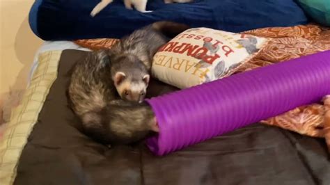 Ferrets Being Ferretsagain♡ Running Playing Jumping Youtube