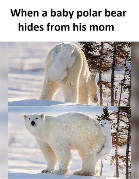Polar Bear Meme 
