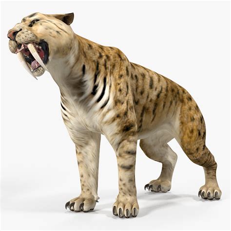 It had short legs, short ears, and short feet. 3D saber tooth tiger rigged - TurboSquid 1379331