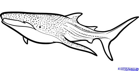 How To Draw A Whale Shark Whale Shark Step 610000000895795 1557