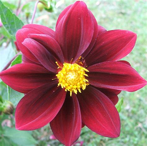 The primary color at one extreme end of the visible spectrum, an effect of light with a wavelength between 610 and 780 nanometers. Red Dahlias