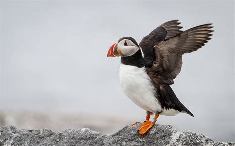 Best Time For Puffin Watching In Maine 2024 When To See Roveme