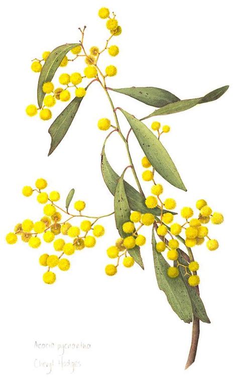 Acacia Pycnantha Golden Wattle By Cheryl Hodges Botanical Painting