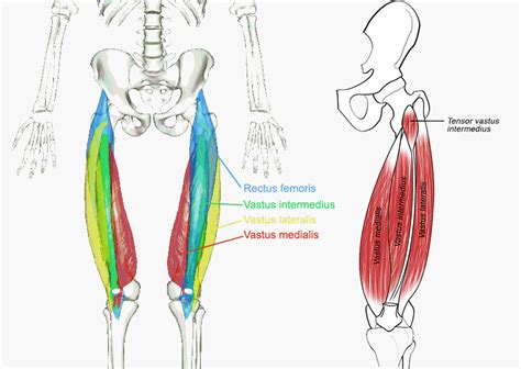 Muscles Of The Hips And Thighs Human Anatomy And Physiology Lab BSB Study Guides