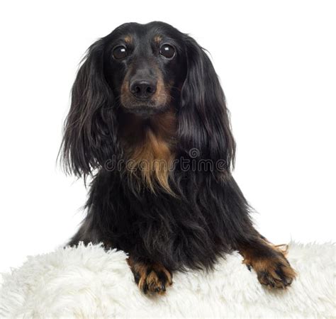 Close Up Of A Dachshund Isolated Stock Photo Image Of Canine Camera