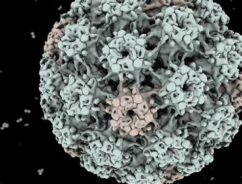 Hpv Virus Coat Structure Okinawa Institute Of Science And Technology