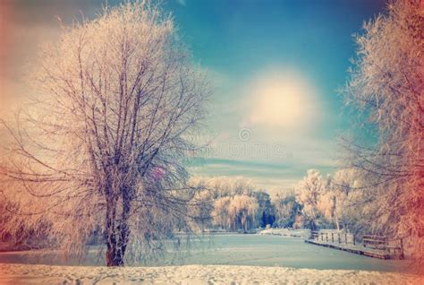 Beautiful Sunny Morning In City Park Winter Landscape Stock Photo