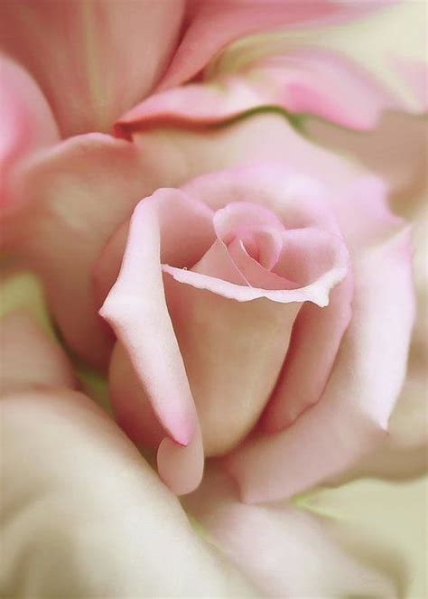Pink And Ivory Rose Portrait Greeting Card By Jennie Marie Schell