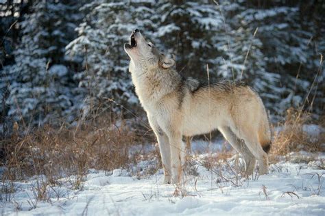 History Obsessed Gray Wolf Officially Lifted From The Us Endangered