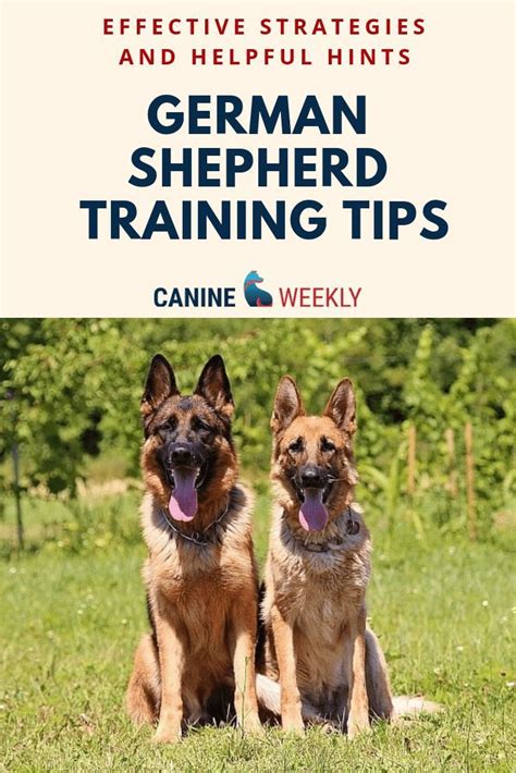 7 Basic German Shepherd Training Tips Basic And Helpful Hints German