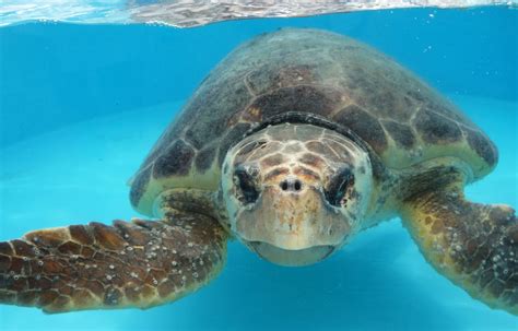 Loggerhead Marinelife Center Breaks All Time Sea Turtle
