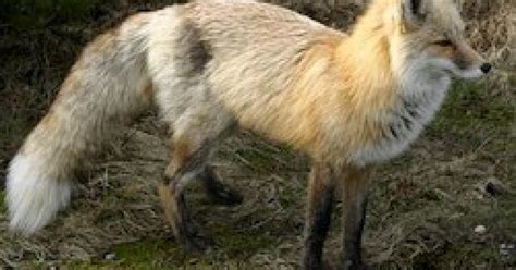 Wdfw Seeks Comment On Status Report For Cascade Red Fox Washington