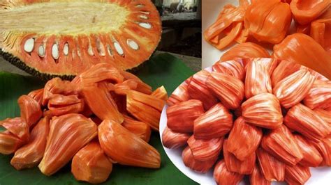 Kraft Seeds Live Plant Jack Fruit Rare Dwarf Red Jackfruit Grafted