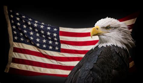 Check spelling or type a new query. American Bald Eagle With Flag Stock Photo - Download Image Now - iStock
