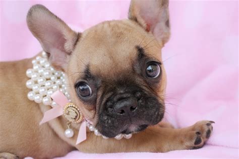 65 French Bulldog Teacup Puppy Photo Bleumoonproductions