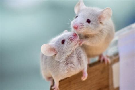 ペットとして飼えるネズミの種類5選！特徴や他のネズミとの違いなどを紹介