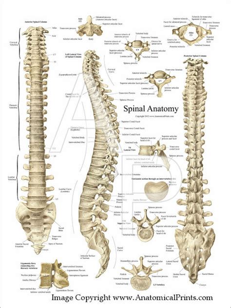 This diagram misses out the carbon atoms in the ring for clarity. Spinal Anatomy Poster - 18" X 24" - Clinical Charts and Supplies