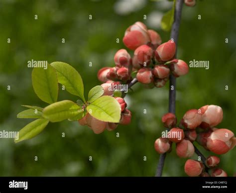 Chaenomeles Japonica Japanese Quince Blossoming Stock Photo Alamy