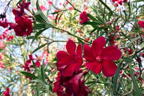 9 Of The Best Oleander Varieties Gardeners Path