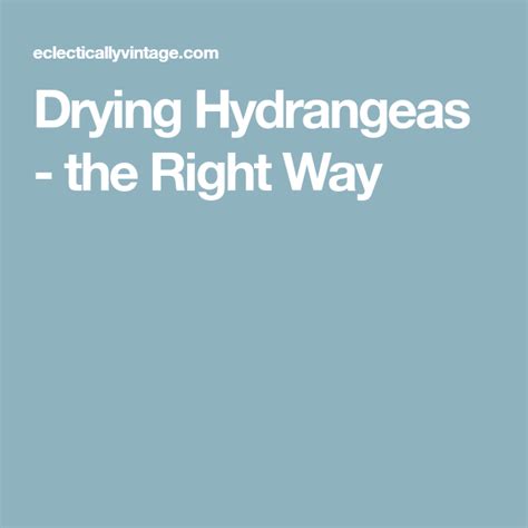 When to cut hydrangeas for drying. Drying Hydrangeas 101 | Hydrangea, Hydrangea not blooming ...