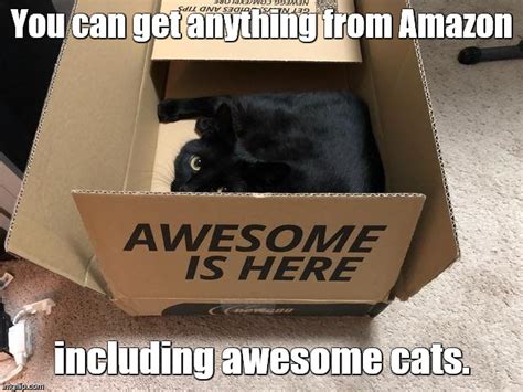 Cat In Amazon Box Imgflip