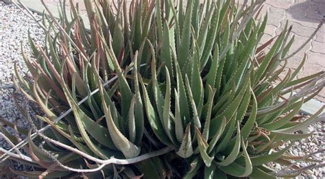 How does a cactus survive in the desert?. A history of Aloe vera: from the Arabian desert to that ...