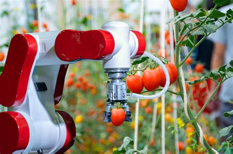 Harvesting With Smart Robotic Farmers In Agriculture Futuristic Robot