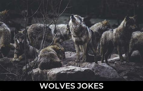 33 Wolves Jokes To Make Fun Jokojokes