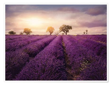 Lavender Field At Sunset Provence Posters And Prints Uk