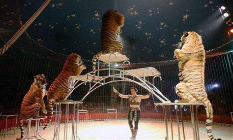 Sondage Pour Ou Contre Les Cirques Avec Animaux Sauvages à Menton